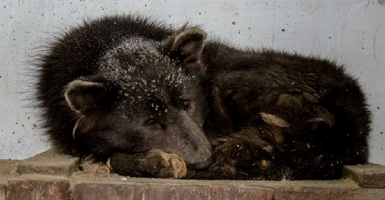 bear-dog hybrid