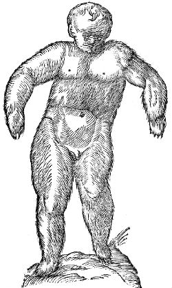 bear-human hybrid