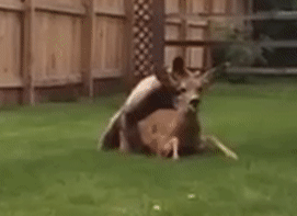 bear mating with deer