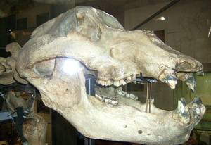 cave bear skull