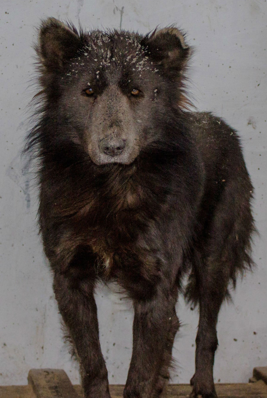 bear-dog hybrid standing