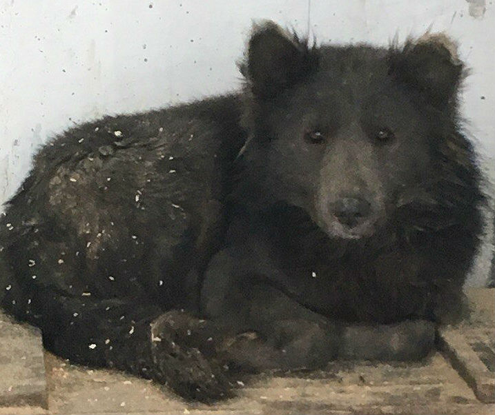 bear-dog hybrid