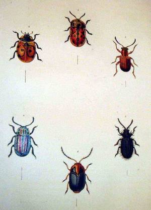 Illustrations of British beetles from James Francis Stephens' Illustrations of British Entomology