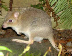 Bettongia gaimardi