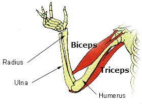 biceps tendon insertion