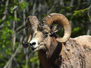 Bighorn Sheep