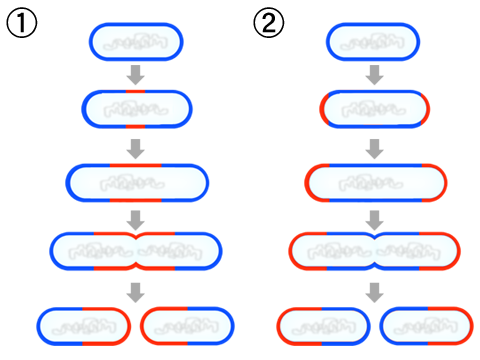 define binary fission quizlet biology