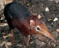 Elephant Shrew