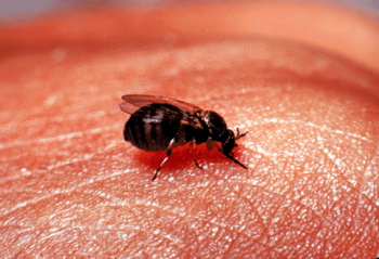 black fly feeding