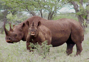 Black Rhinoceros