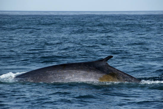 blue whale fin whale hybrid