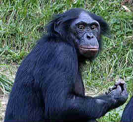 bonobo