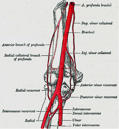 Elbow Anatomy - Online Biology Dictionary