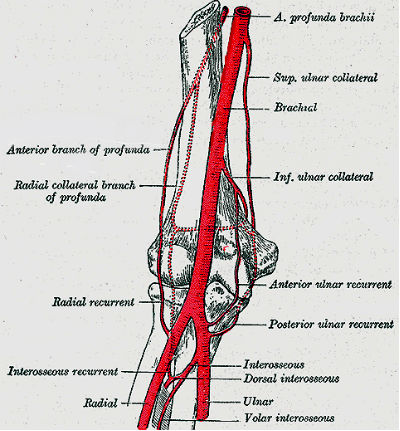 elbow arterial anatomy