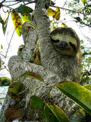 Brown-throated Three-toed Sloth