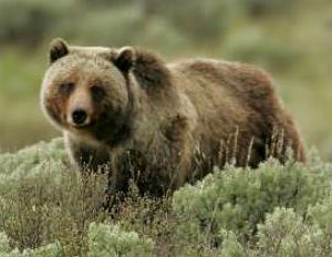 brown bear