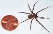 brown recluse spider