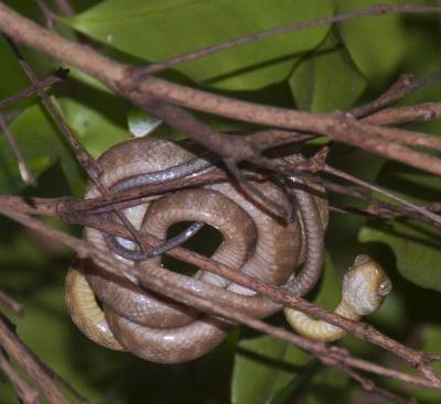 Picture of a brown tree snake.