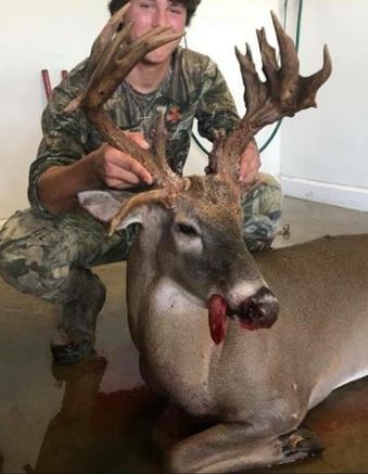 Buck with palmated antlers