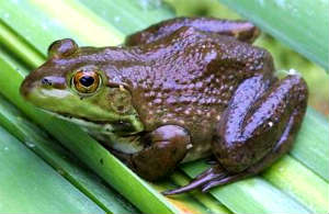 Lithobates catesbeianus bullfrog