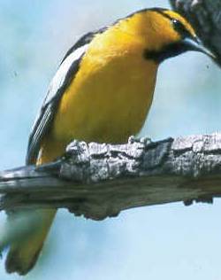 Bullock's Oriole Icterus bullockii