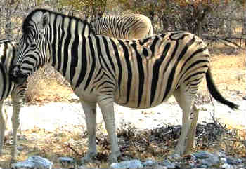 burchells zebra
