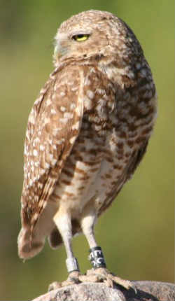 burrowing owl