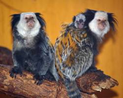 Geoffroy's marmoset Callithrix geoffroyi