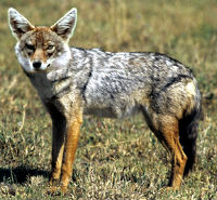 are jackals related to dogs