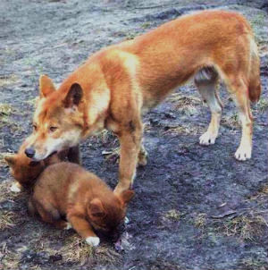 Sprede Land hæk Dog-dingo Hybrids - Mammalian Hybrids