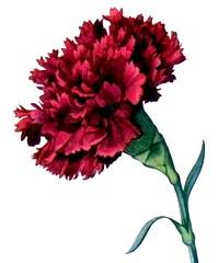 Carnation