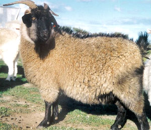 Cashmere goat