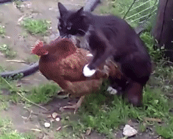 cat mating with bird