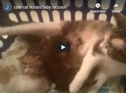 cat nursing baby raccoon