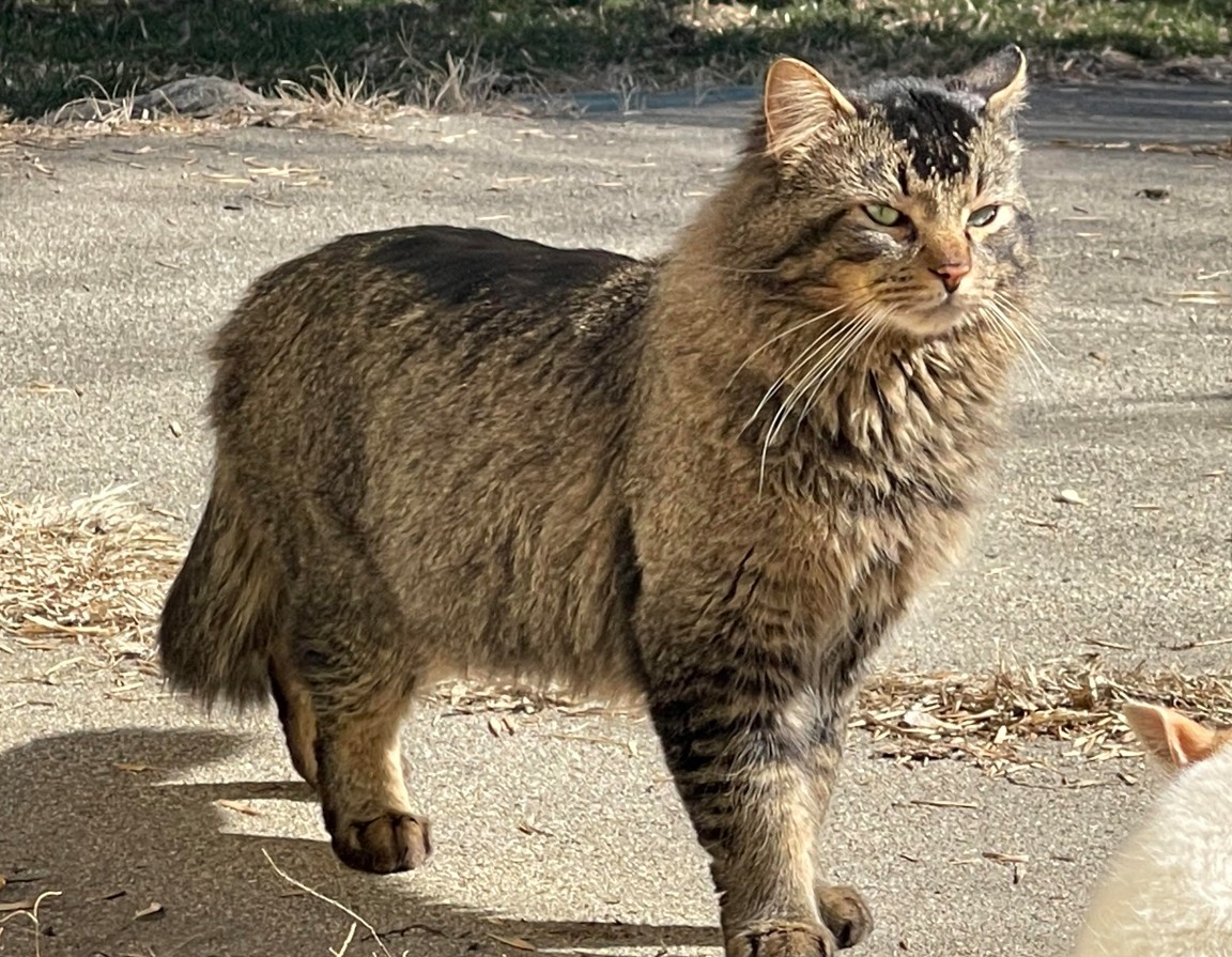cat-raccoon hybrid
