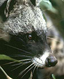 cat-raccoon hybrid
