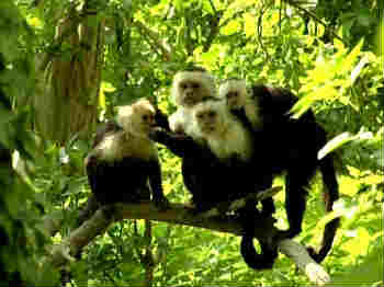 Capuchin monkeys