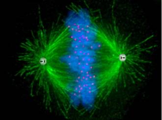 centrosomes