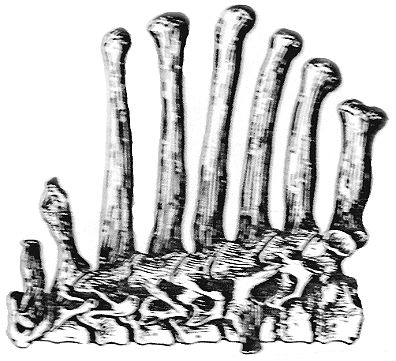 cervical vertebrae ape