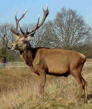 Cervus elaphus