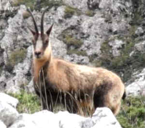 chamois