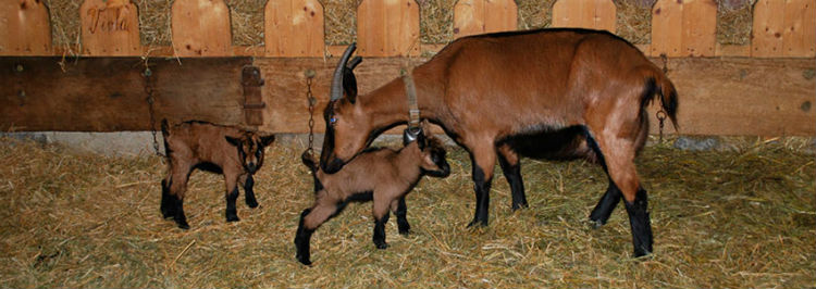 chamois-colored goat