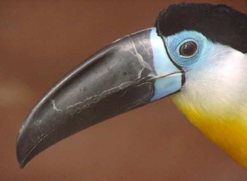 Channel-billed Toucan Ramphastos vitellinus