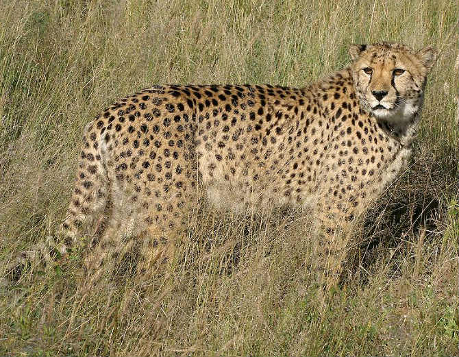 Cheetah picture