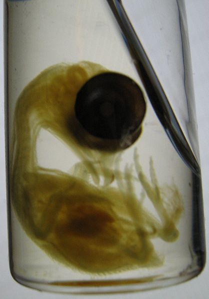 chick embryo