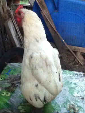 chicken-duck hybrid