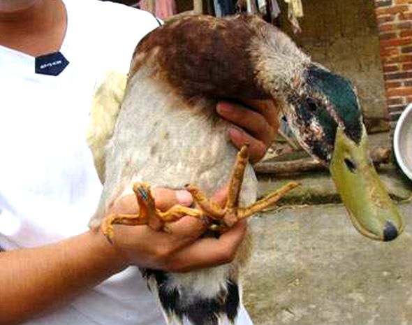 chicken-duck hybrid