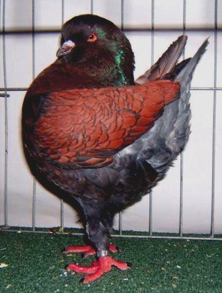 chicken-pigeon hybrid