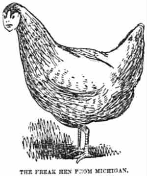 chicken-human hybrid