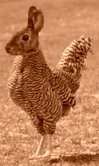chicken-rabbit hybrid